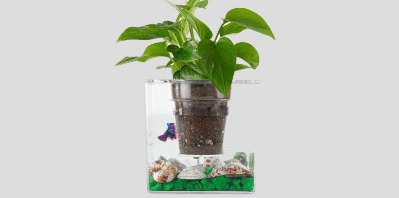 گلدان آکواریومی شفاف گلدان آکواریومی شفاف